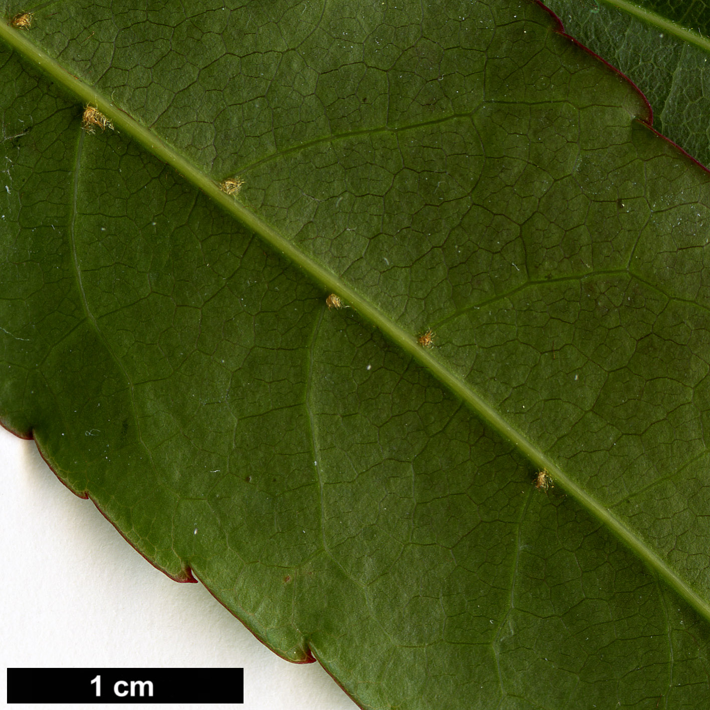 High resolution image: Family: Sapindaceae - Genus: Acer - Taxon: laevigatum
